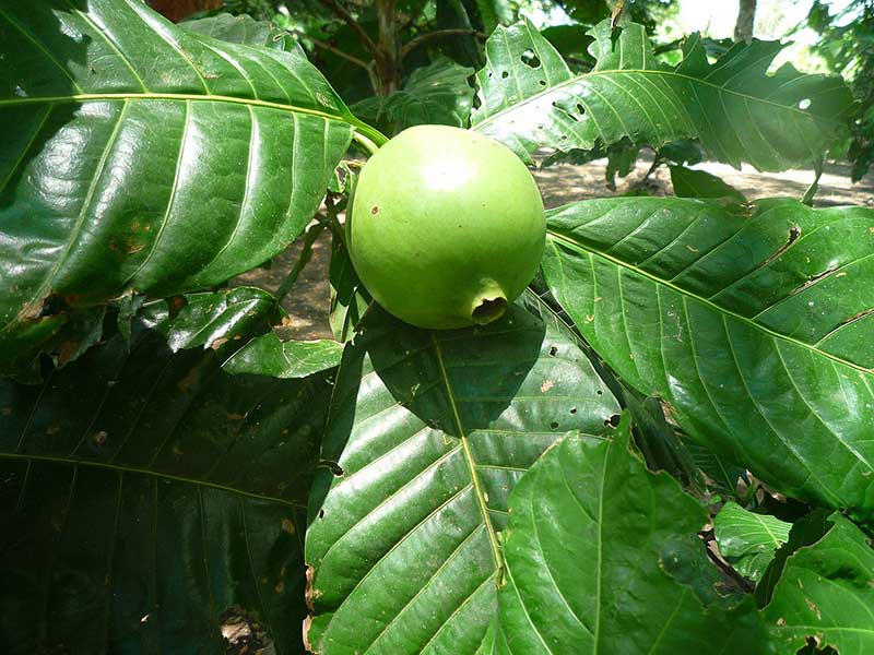 Colombian exotics fruits: Borojó