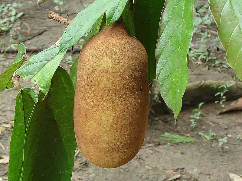 Colombian exotics fruits: Capuazu