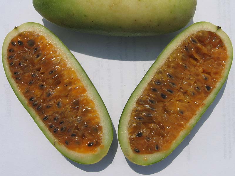 Colombian exotics fruits: Curuba