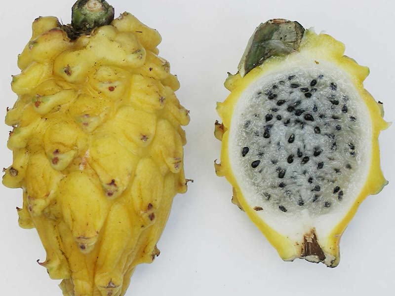 Colombian exotics fruits: Pitaya