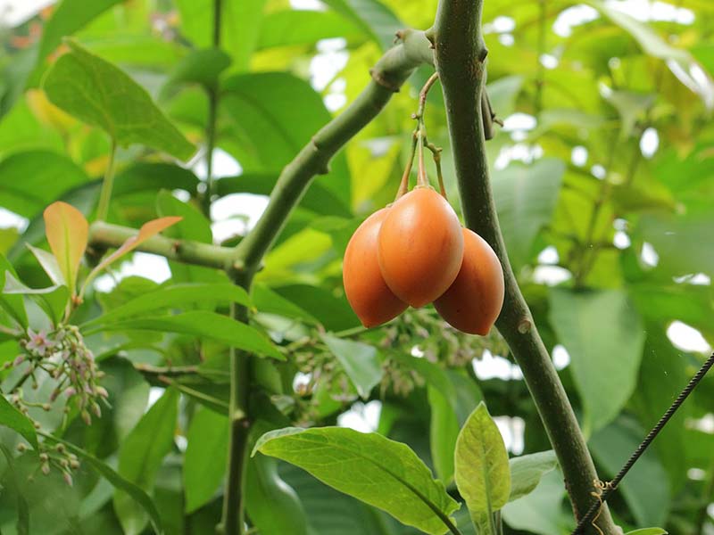 Colombian exotics fruits: Tomate de árbol