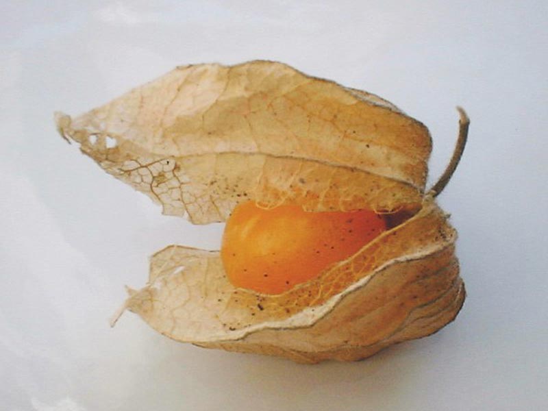 Colombian exotics fruits: Uchuva