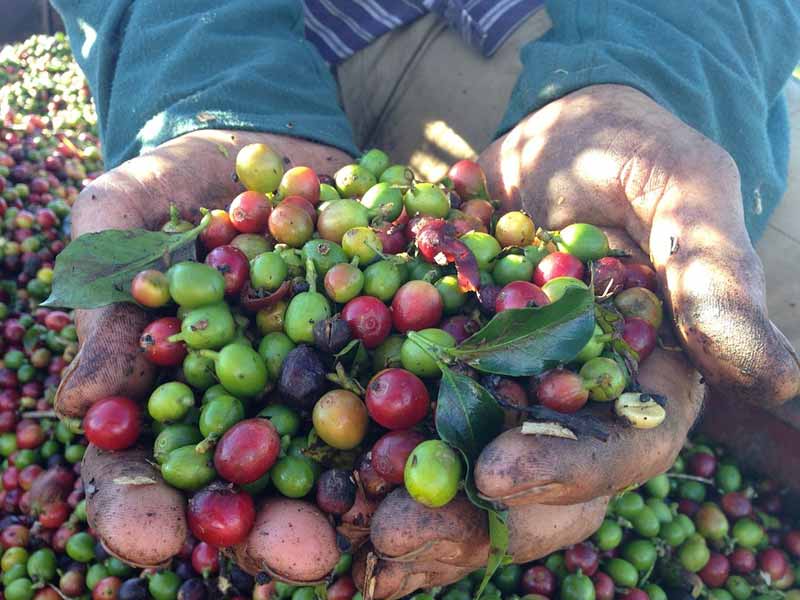 Things You Probably Didn't Know About Colombia : Coffee