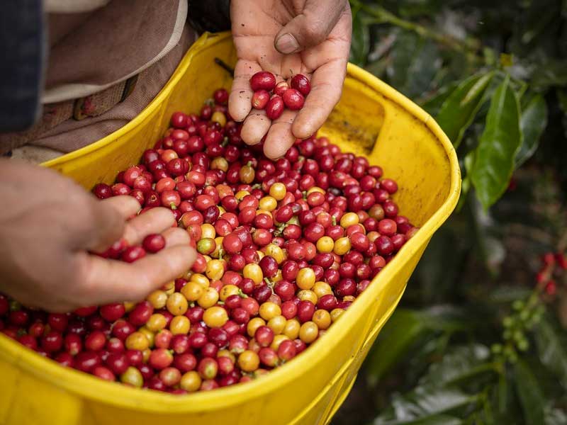 7 reasons why you should travel to Colombia in 2022: Coffee